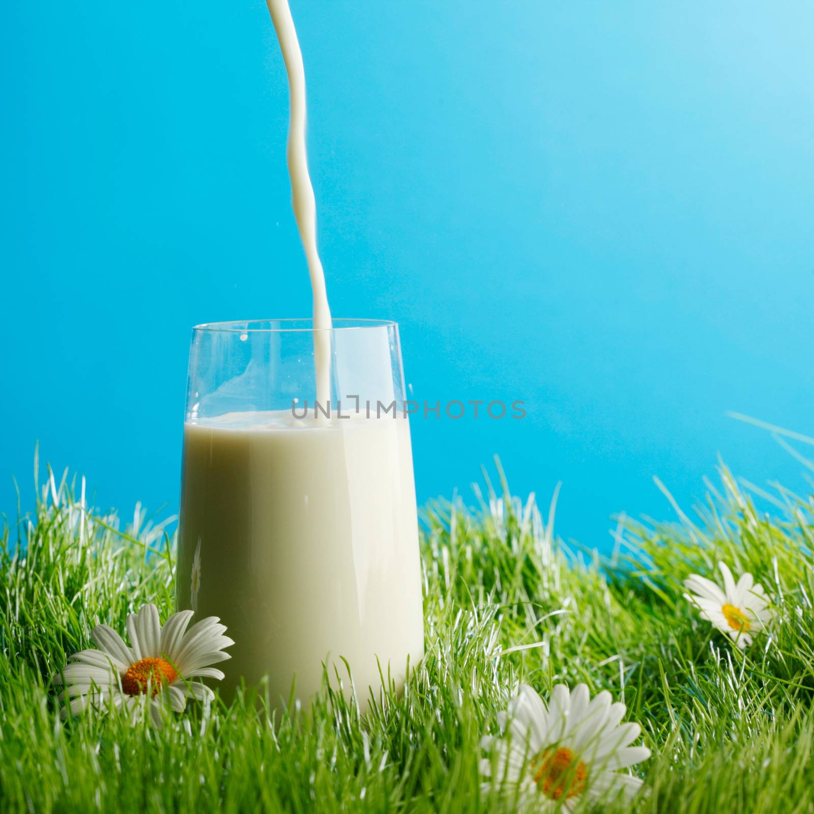 Pouring milk in a glass standing on flower field