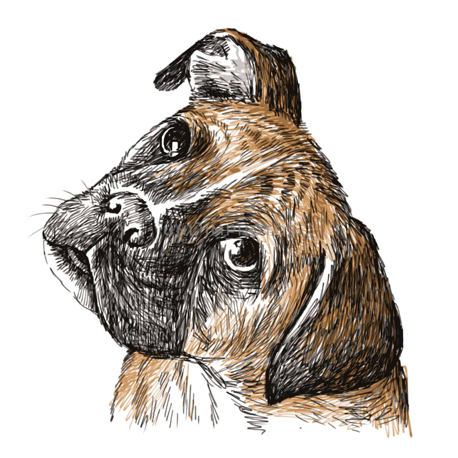 Image of Boxer , hand drawn vector.