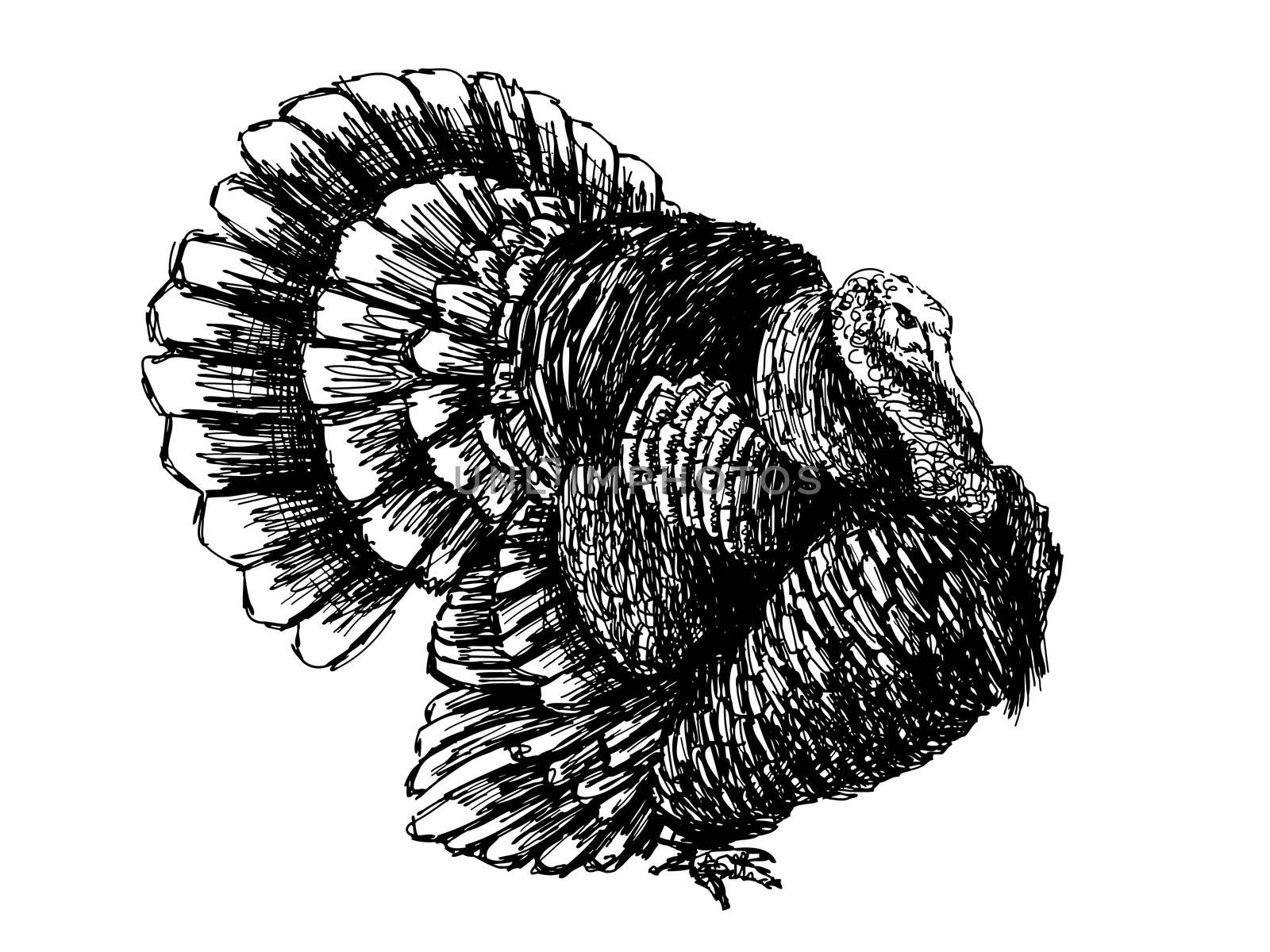 image of turkey , hand drawn vector on white background