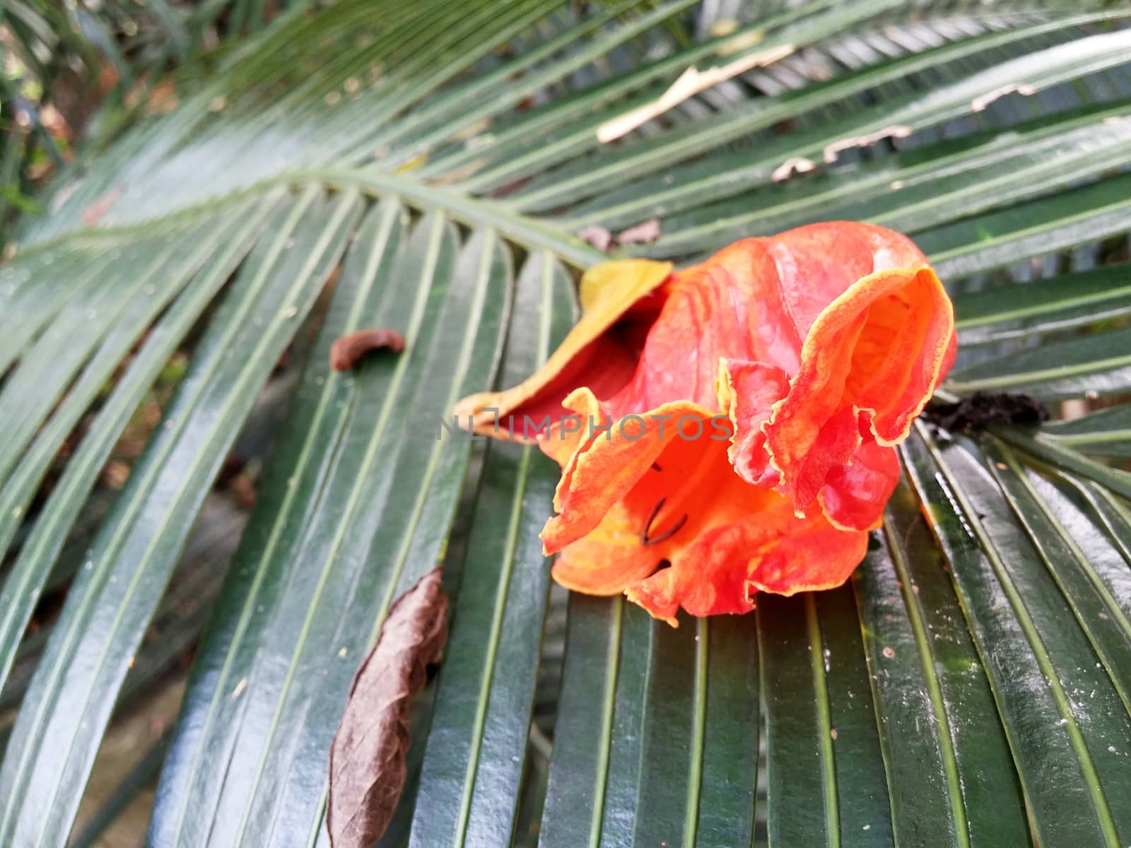 Butea monosperma on palm leaf