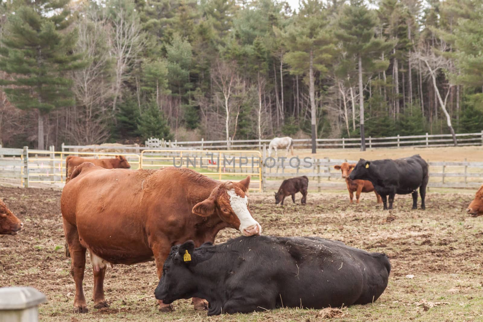 Cows on a farm in Chester, Nova Scotia by Ralli