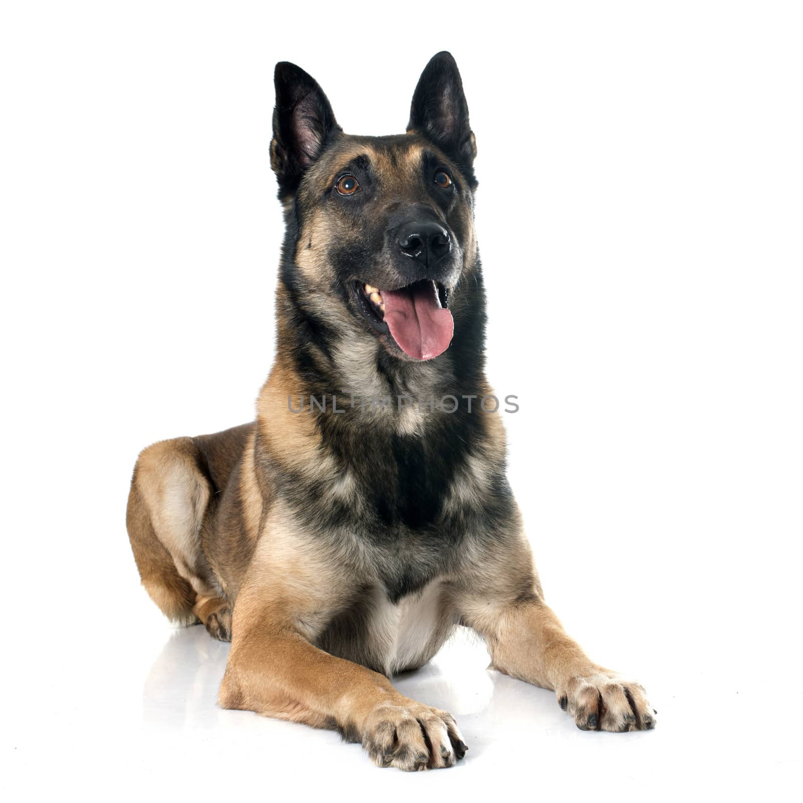 belgian shepherd dog in front of white background