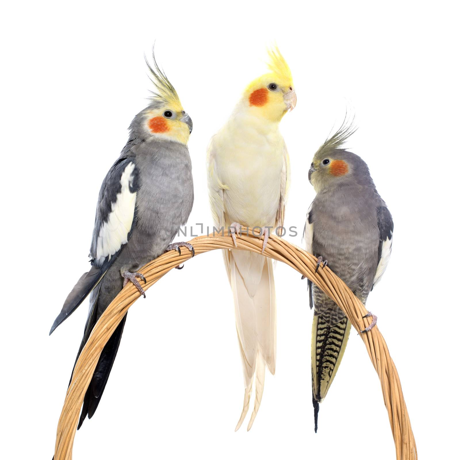 three cockatiel playing in front of white background