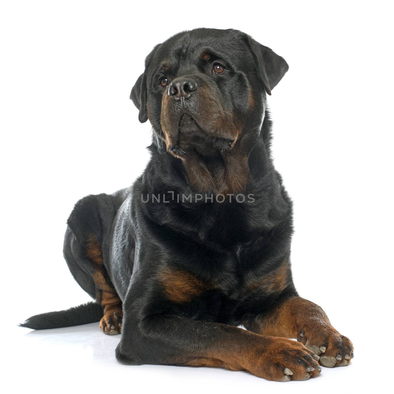 purebred male rottweiler