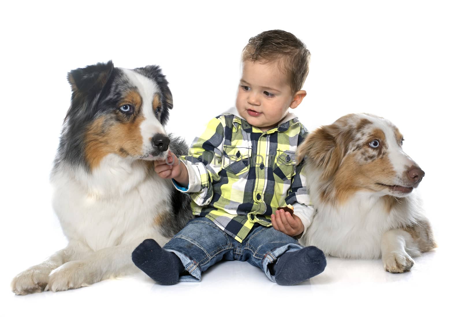 little boy and dogs in front of white background