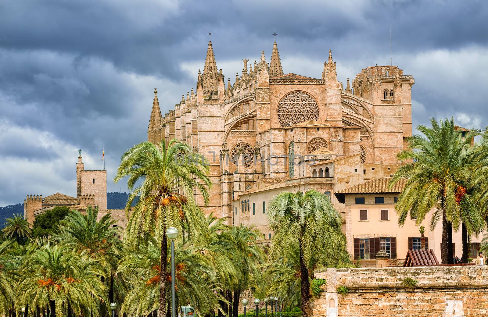 La Seu, medieval gothic cathedral of Palma de Mallorca, in the palm tree garden, Spain