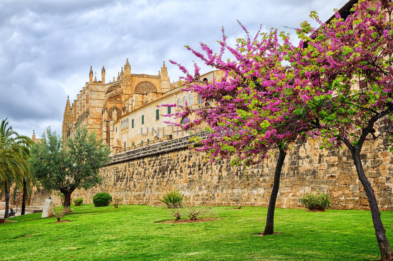 Blooming cherry tree in the cathedral garden, Palma de Mallorca, Spain by GlobePhotos