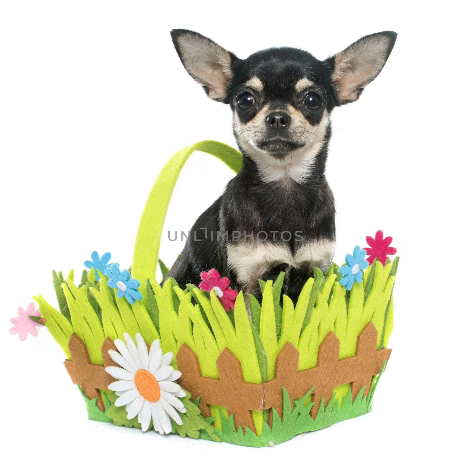 purebred puppy chihuahua in front of white background