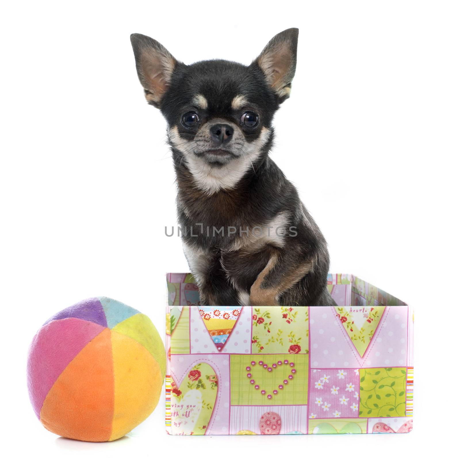 purebred puppy chihuahua in front of white background