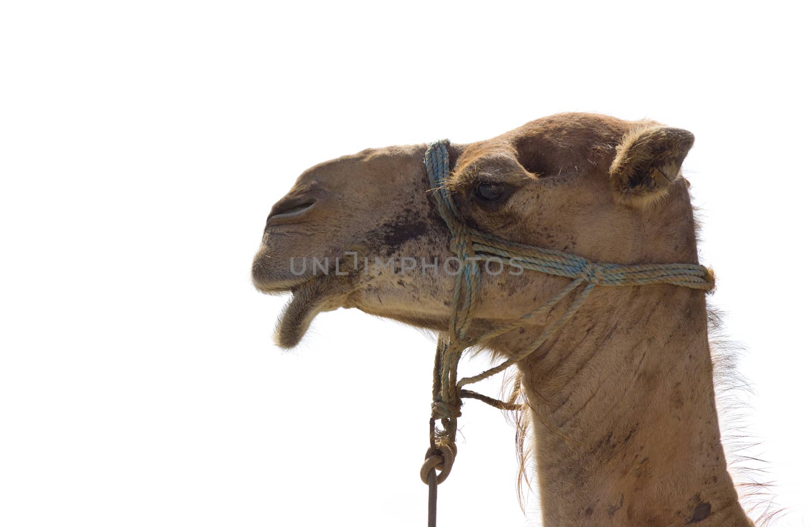 Head of camels isolated on white