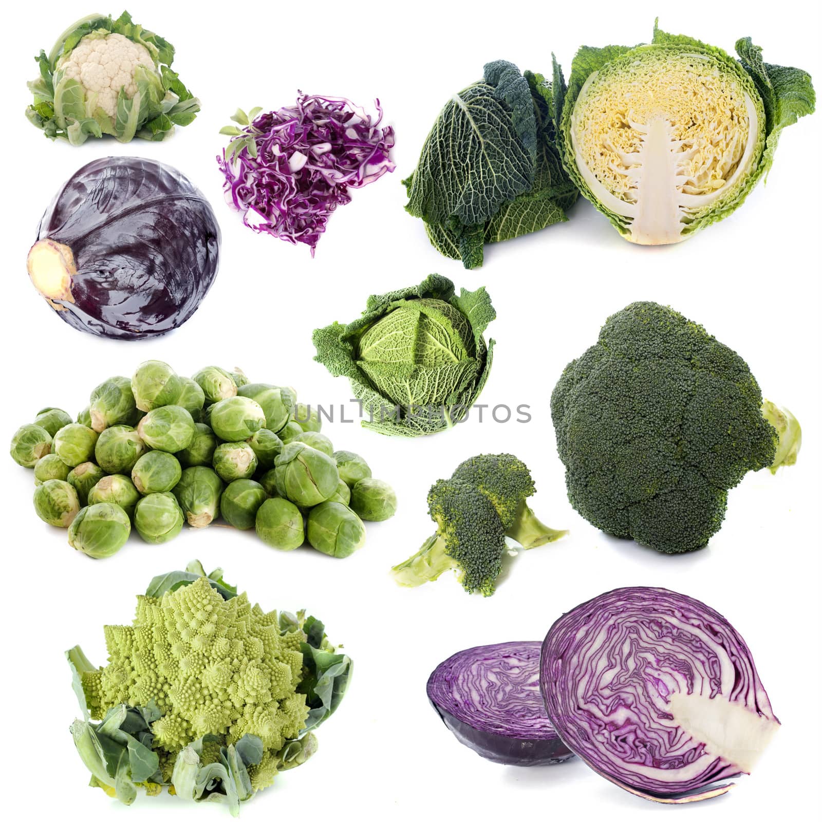 group of cabbages in front of white background