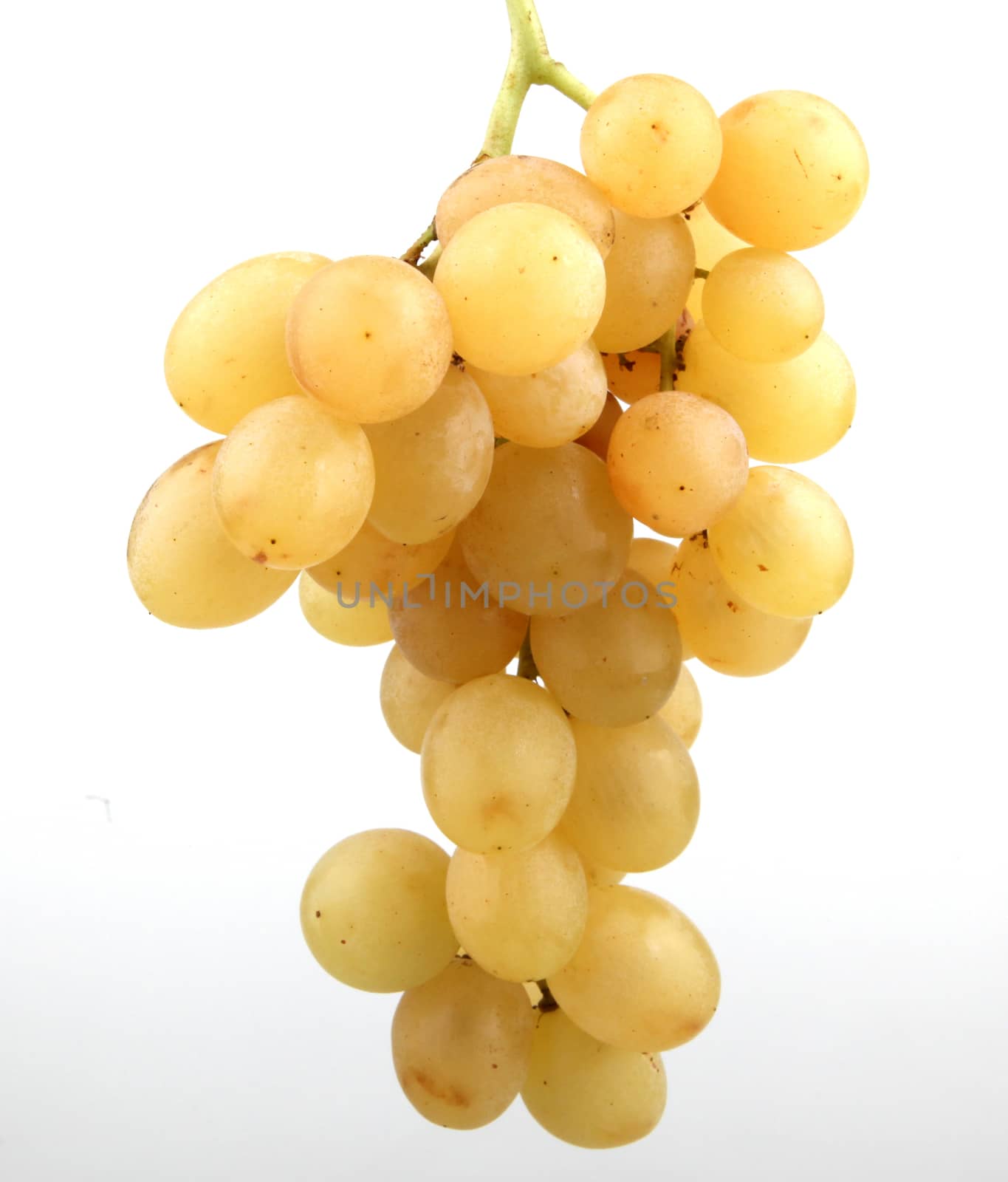 white grape on white background by nenov