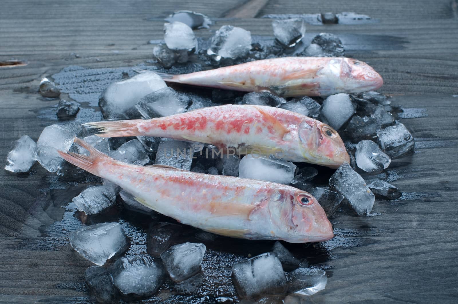 Fresh mullet lying on a bed of ice,italy