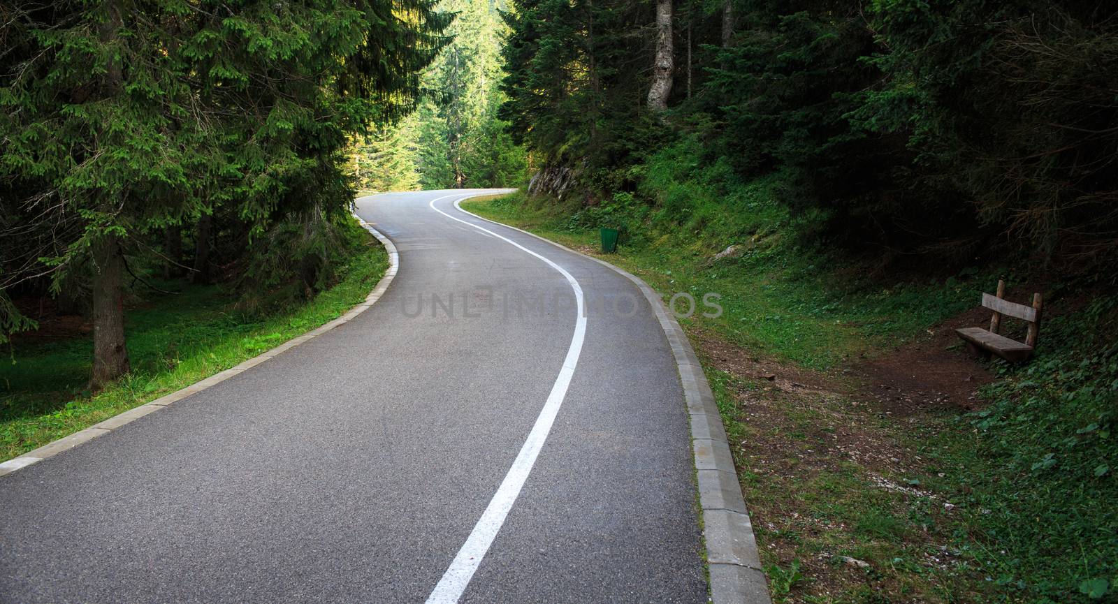 Forest road. Landscape