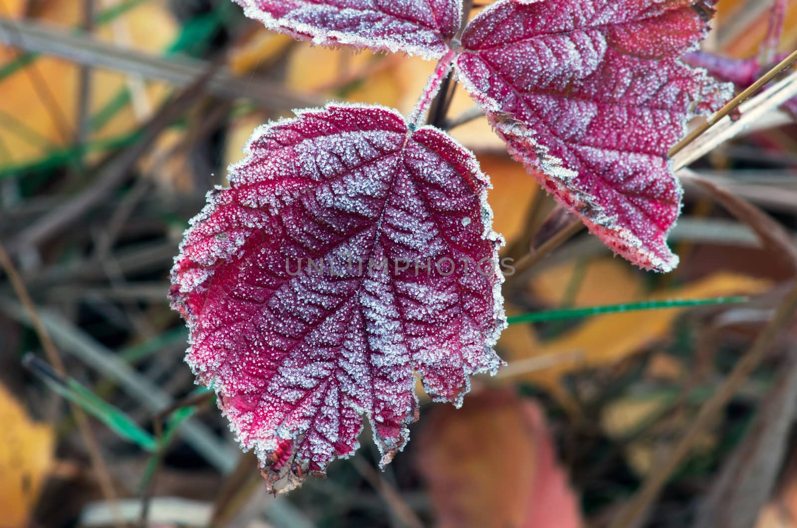 frozen autumn leafs- abstract natural background by dolnikow