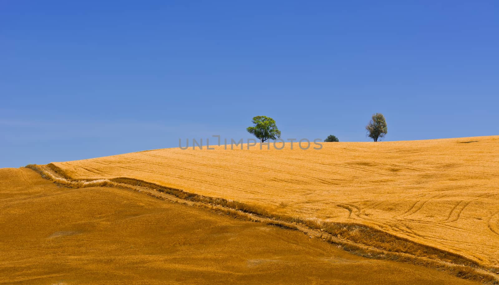 Wheat Fields by gkuna