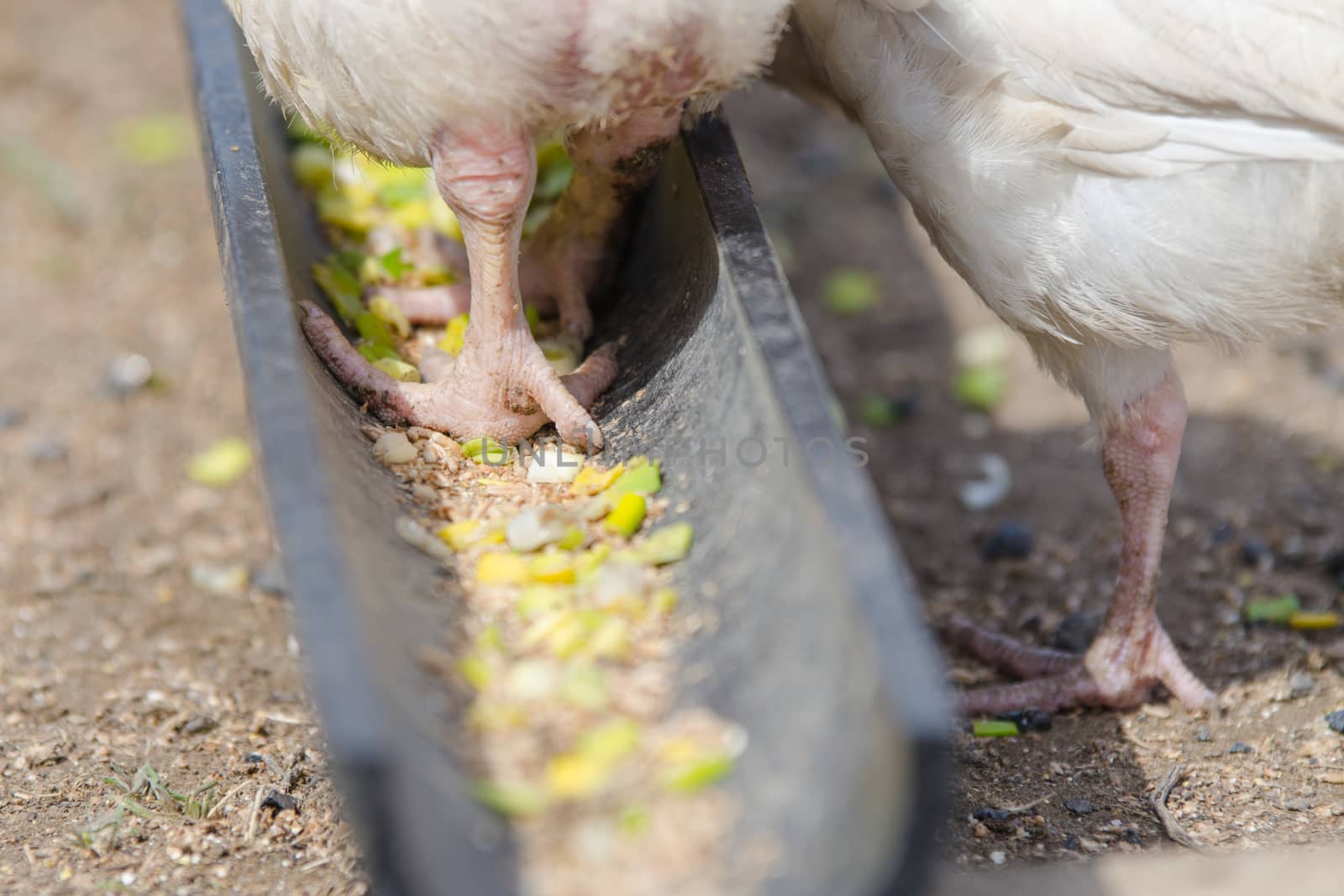 Younger chickens and turkeys, chickens were fed in the pan