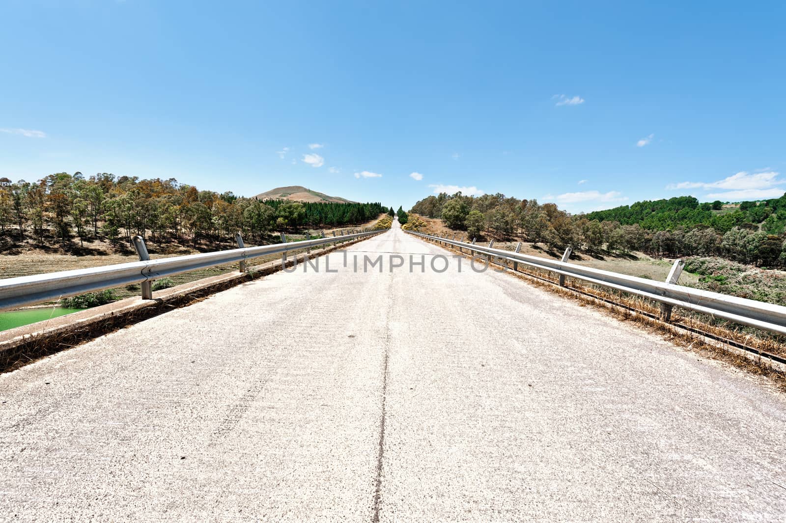 Straight Asphalt Road between Spring Forests of Sicily