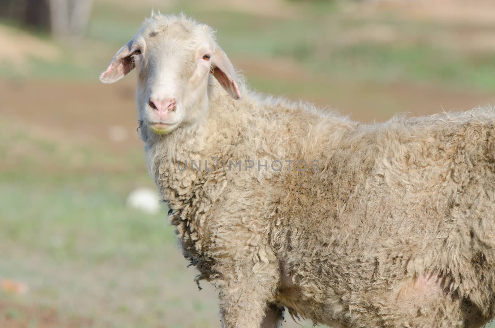 close-up portrait ram who looks in the frame