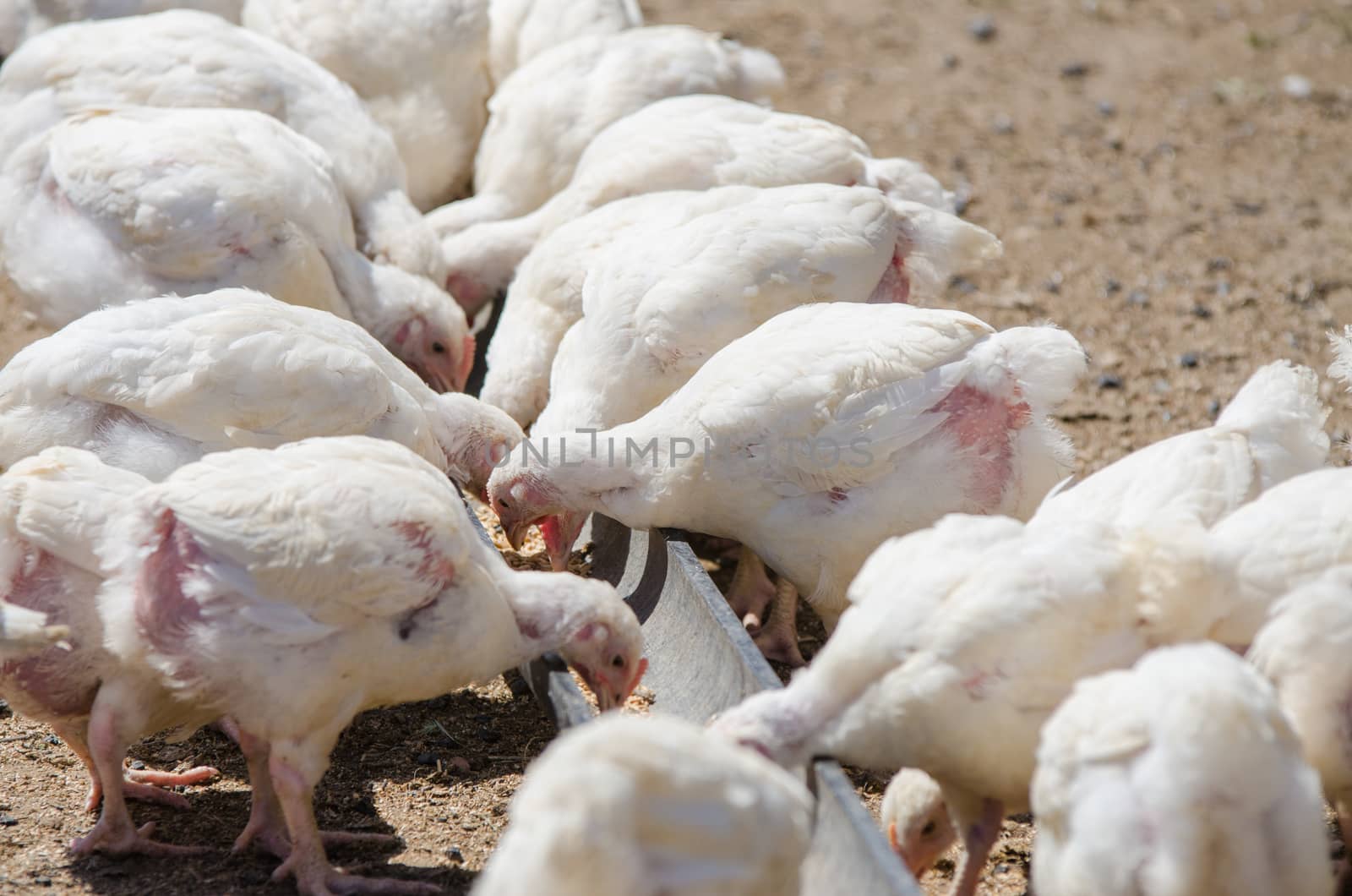 Younger chickens and turkeys, chickens were fed in the pan