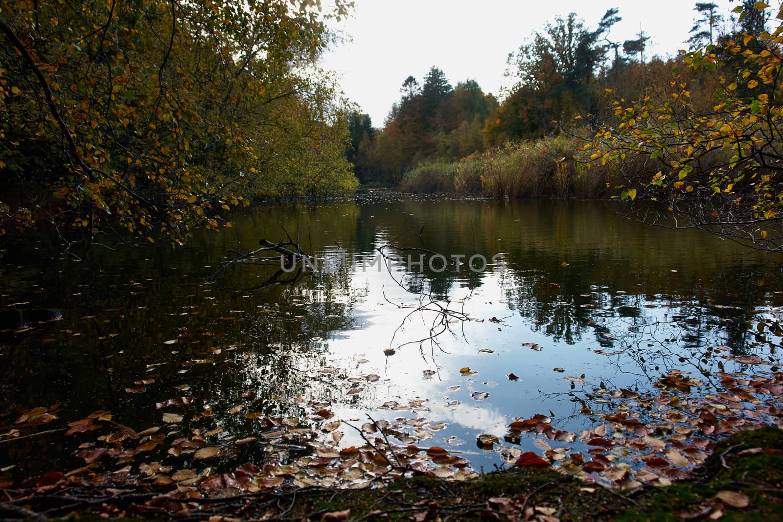 Autumn fall leaves on the water perfect nature seasonal background image                                          