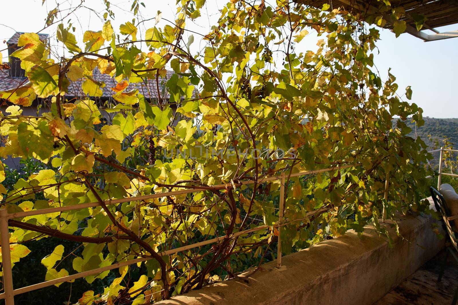 Mediterranean Italian style wooden pergola covered by hanging grapevines grapes                               