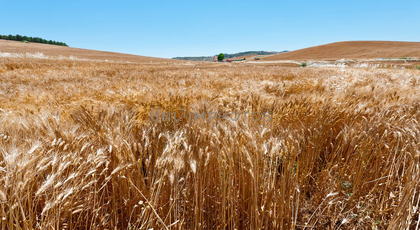 Wheat Fields by gkuna