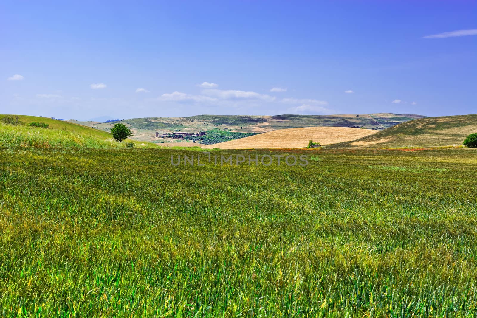 Wheat Fields on the Hills of Sicily
