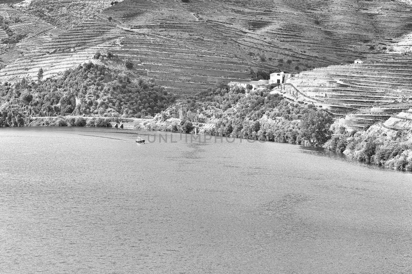 Vineyards in the Valley of the River Douro, Portugal, Retro Image Filtered Style