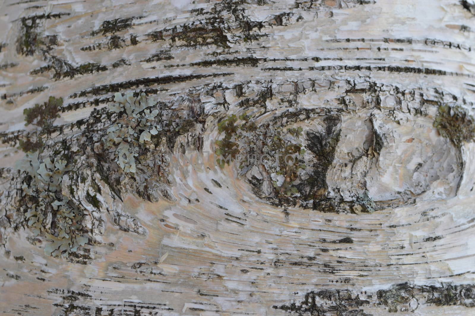 White Birch in Nagano