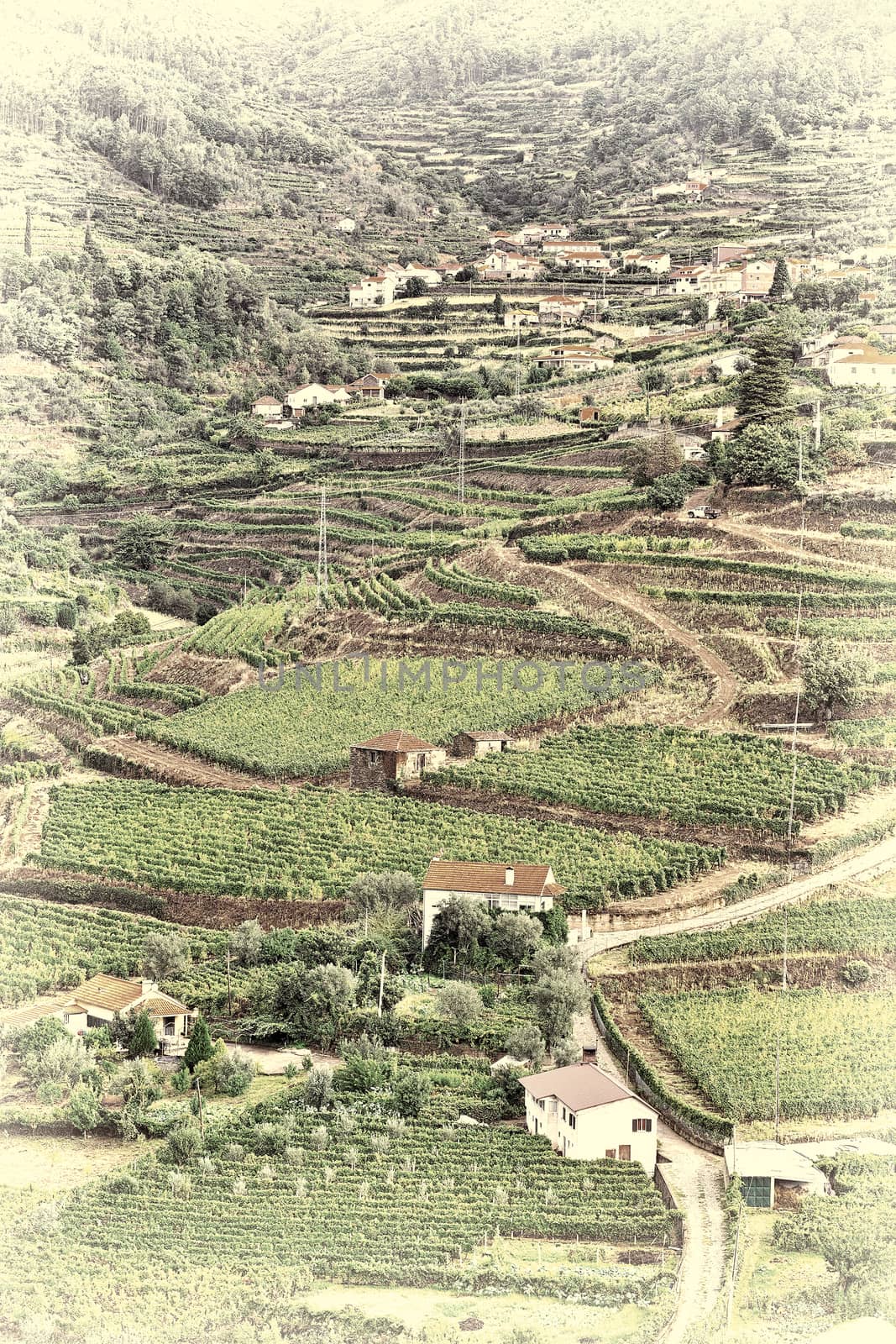 Vineyards on the Hills of Portugal, Retro Image Filtered Style