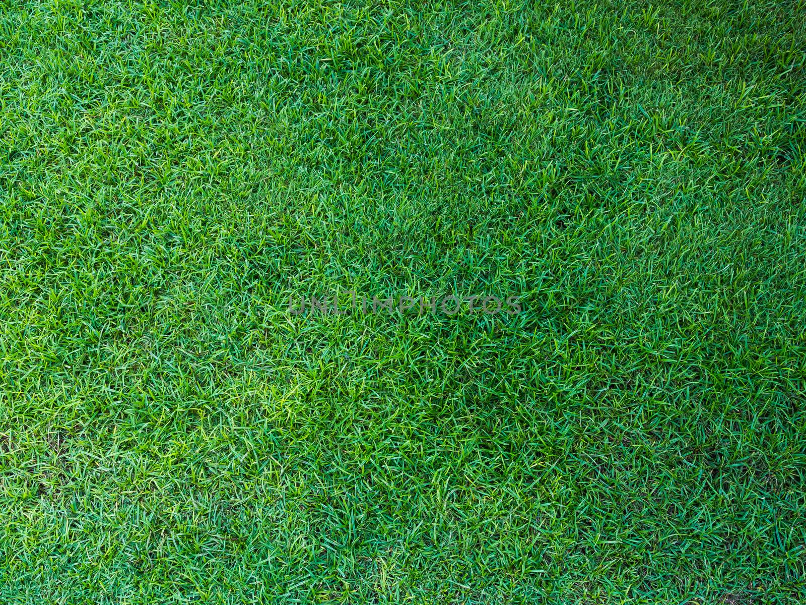 Green meadow grass field , use for background