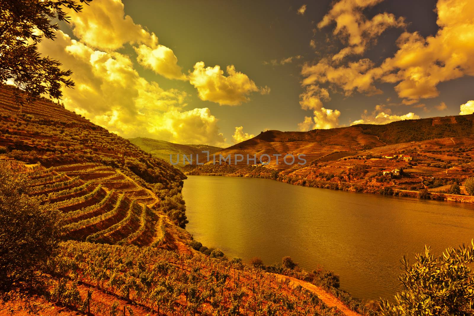 Vineyards in the Valley of the River Douro, Portugal, at Sunset