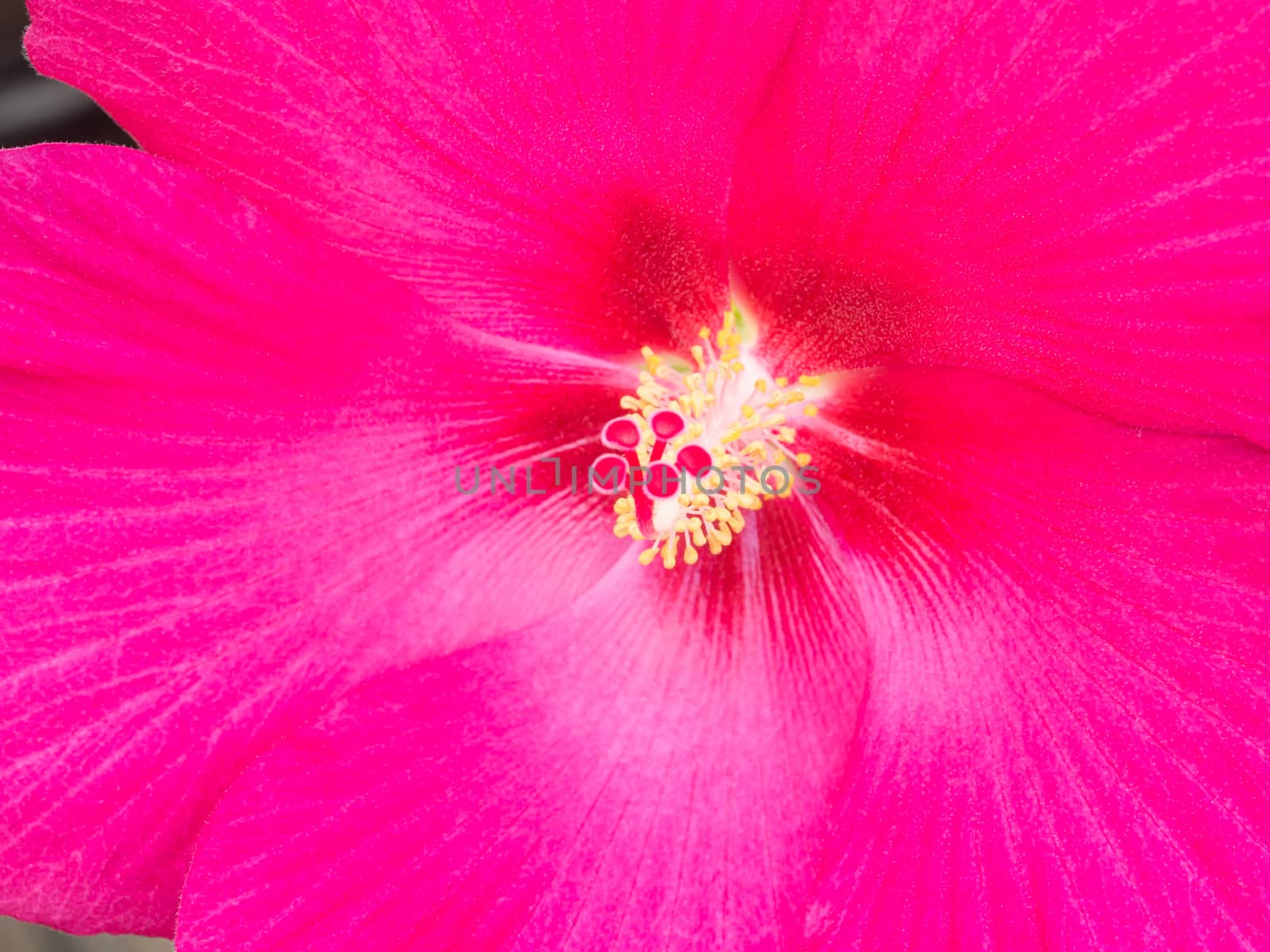 close up of petal and pollen of Confederate rose