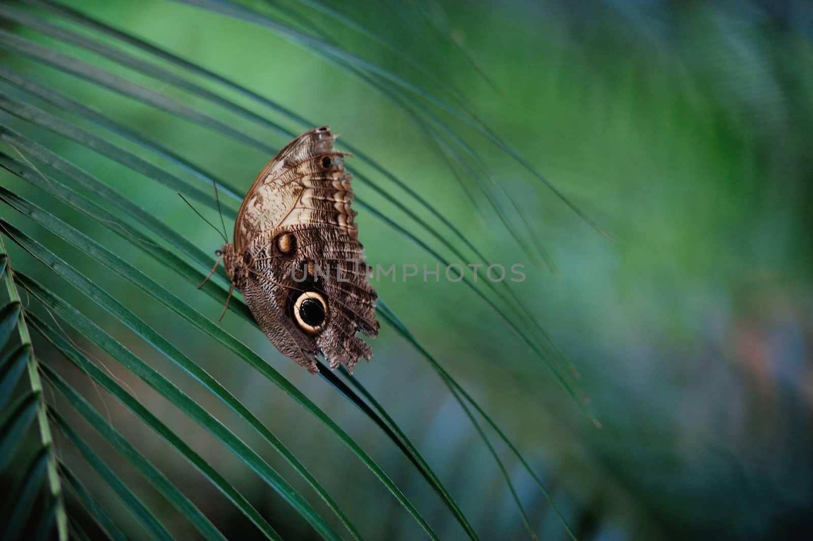 Butterfly in a nicaraguan park