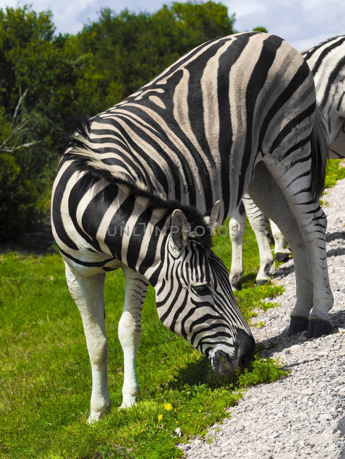 Zebras in a safari park in South Africa.