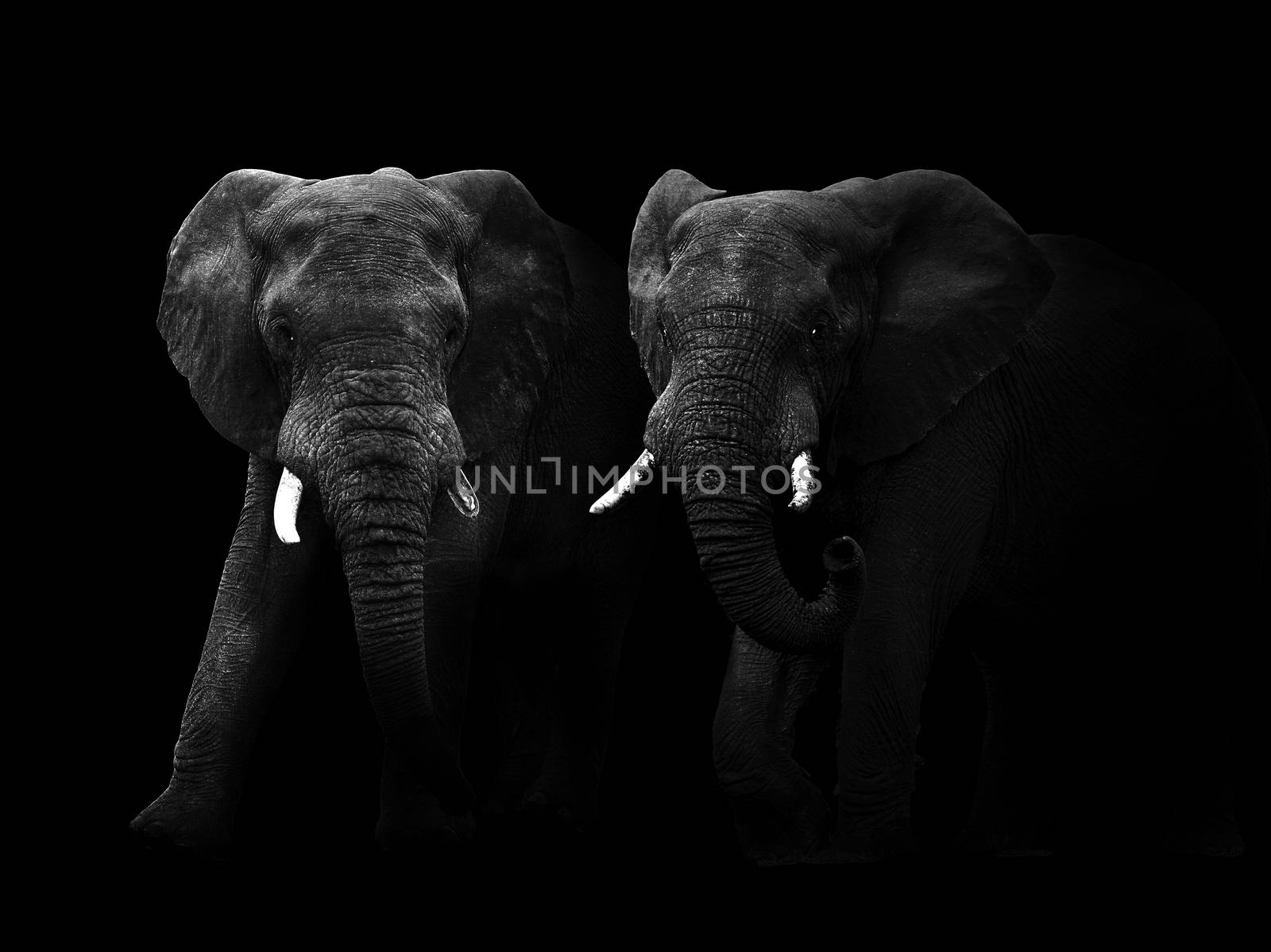 Abstract black and white image of two African elephant bulls walking out of the dark.