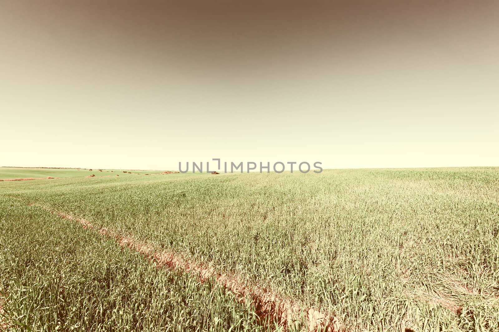Green Field in Israel at Spring, Retro Image Filtered Style