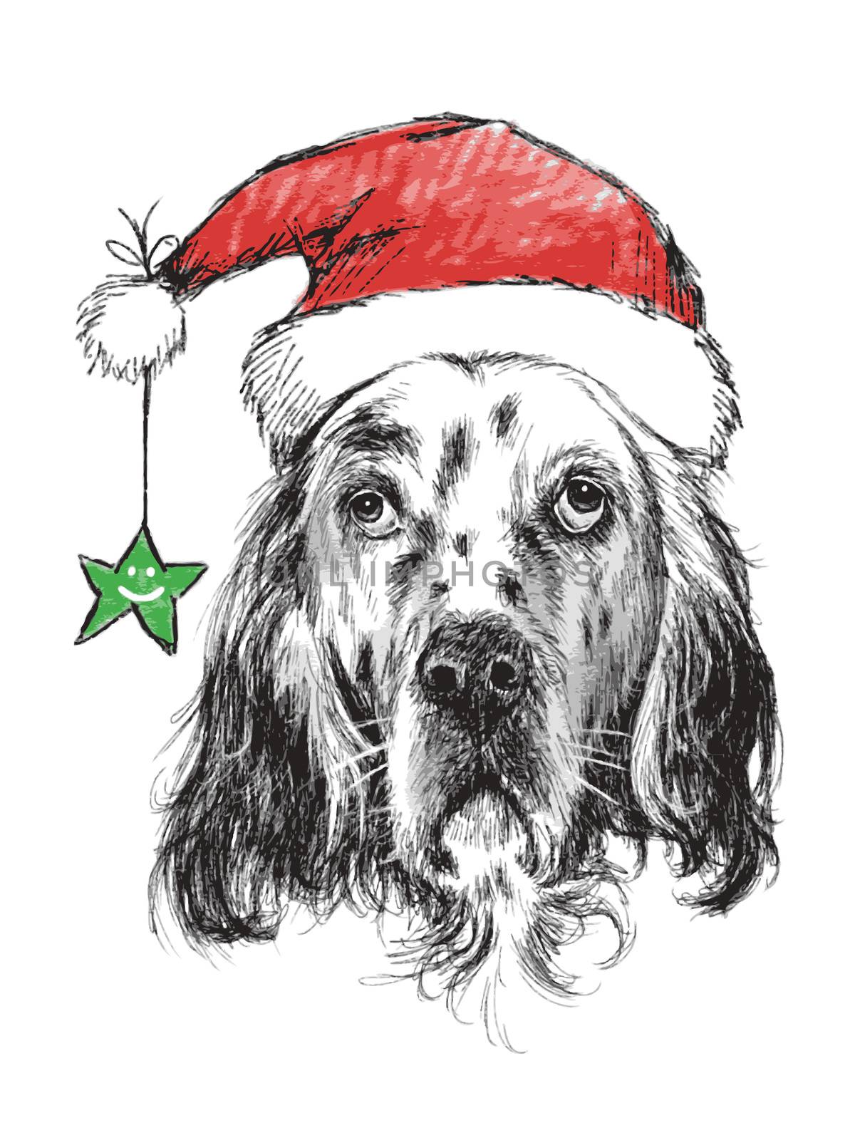 English setter with santa claus hat and  star , use for christmas background