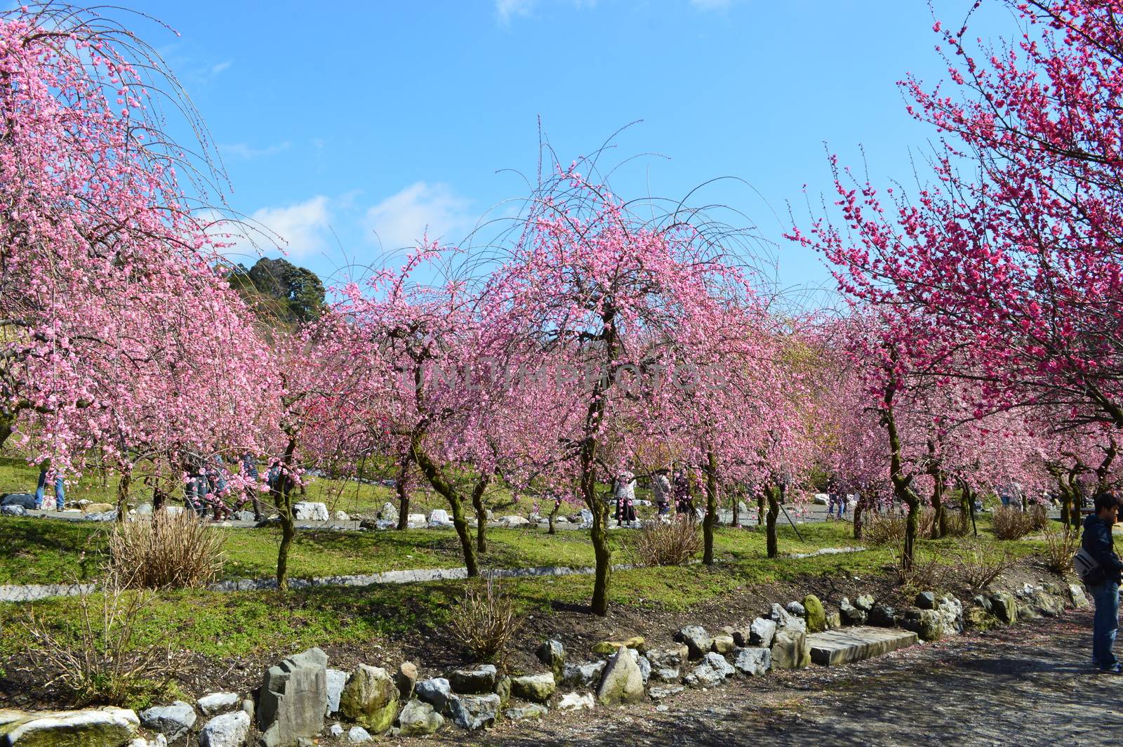 Plum blossom in Mie, Japan