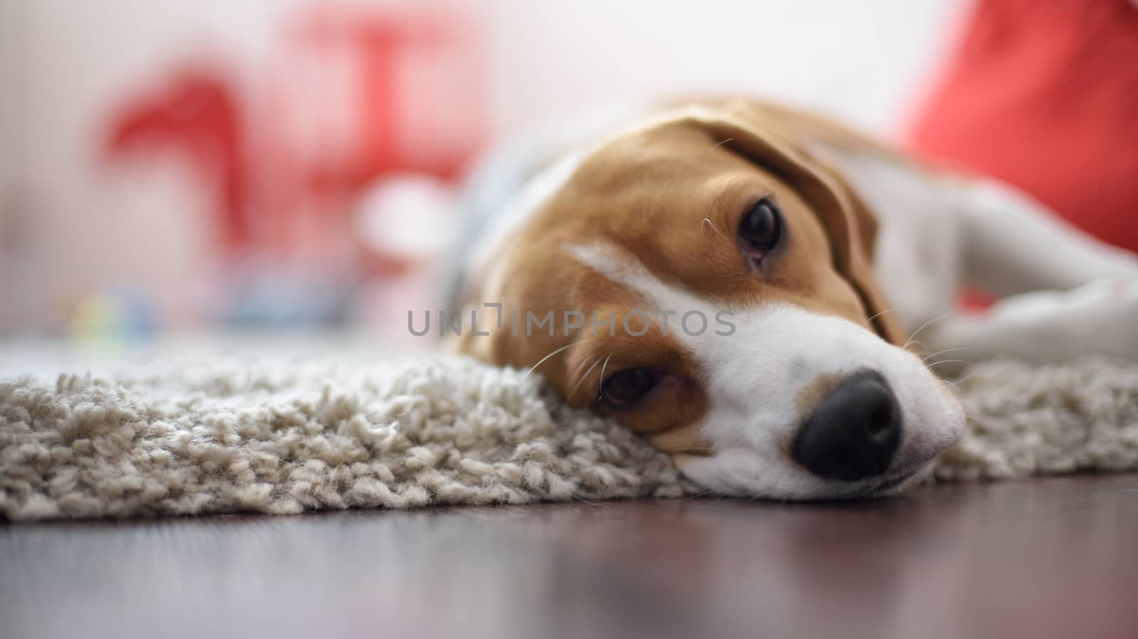 Close up of the beagle looking in camera