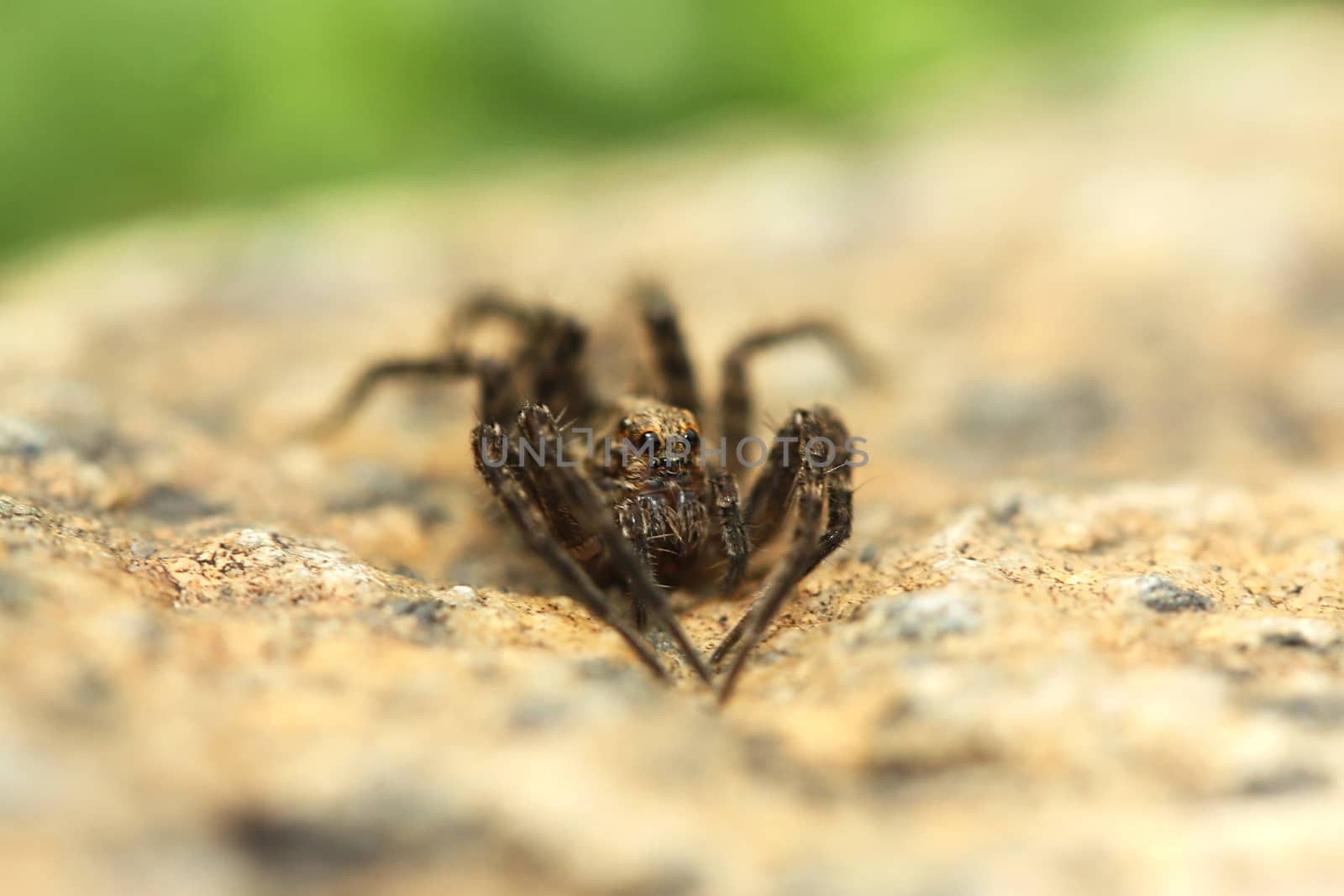 Spider on the rock by ziss