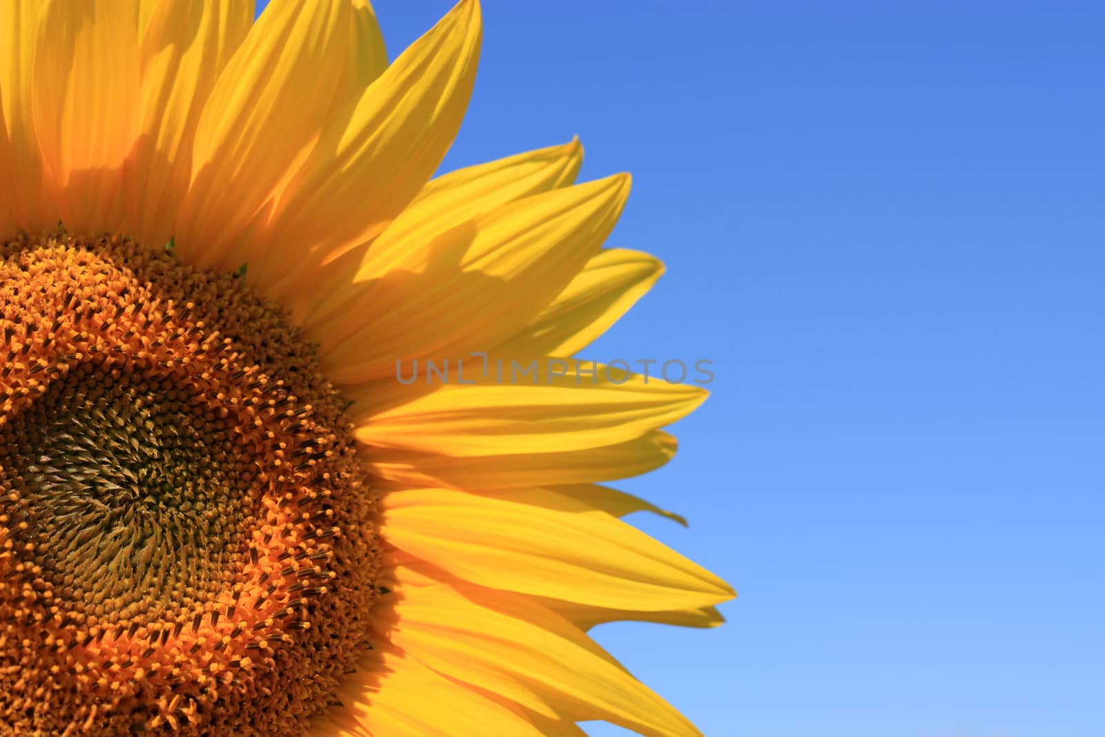 Close up of yellow sunflower in the field.