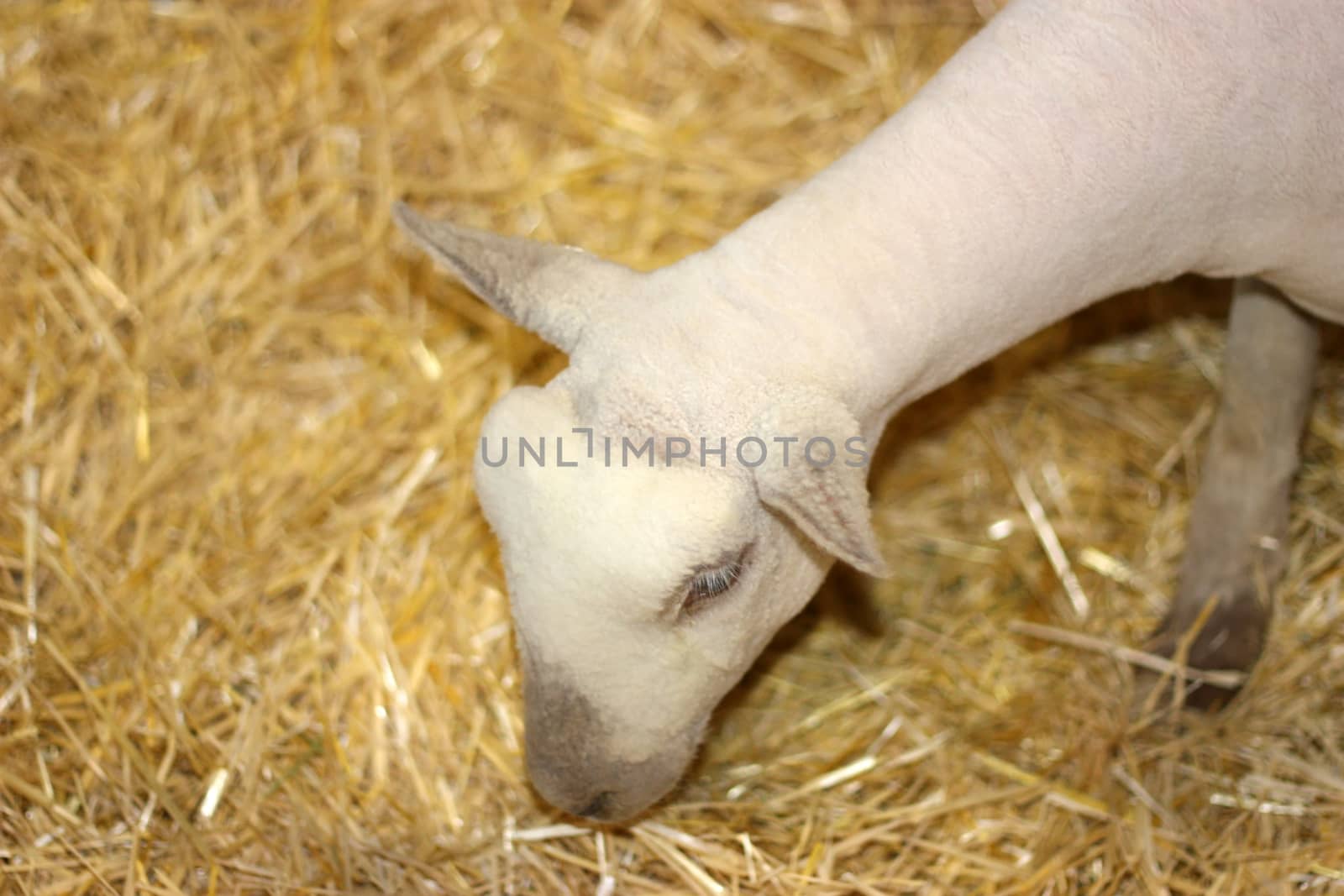 Young cute white lamb eating dry hay.