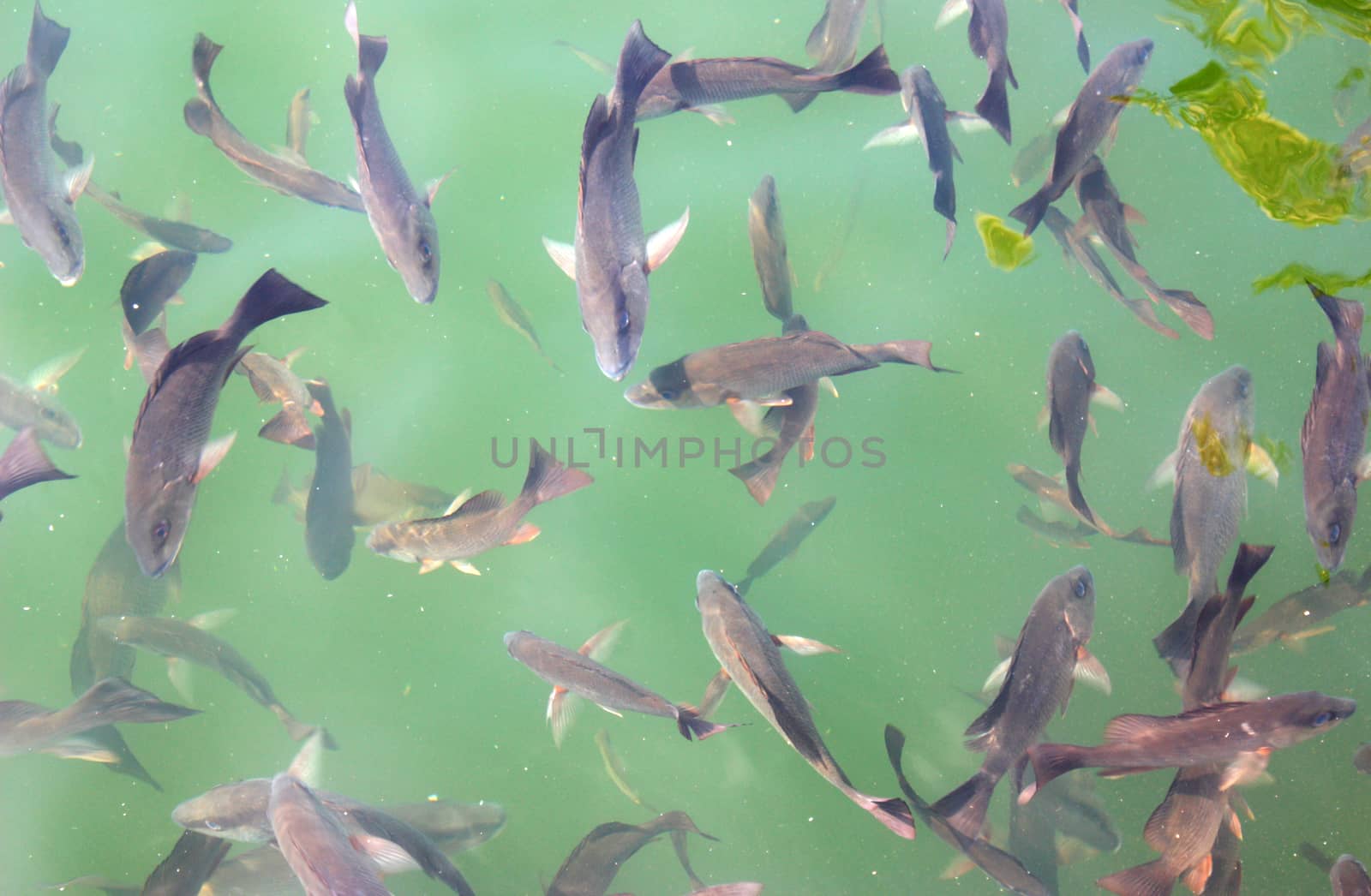 Many large fish swimming in clear water.