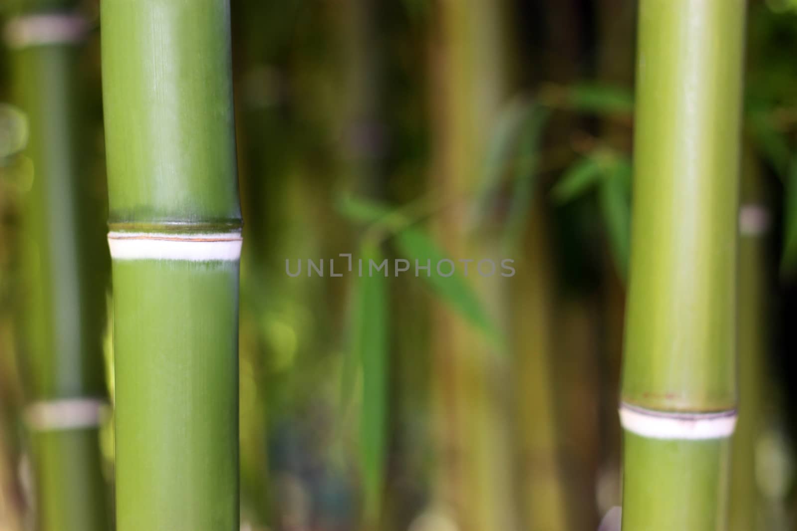 Young green bamboo background