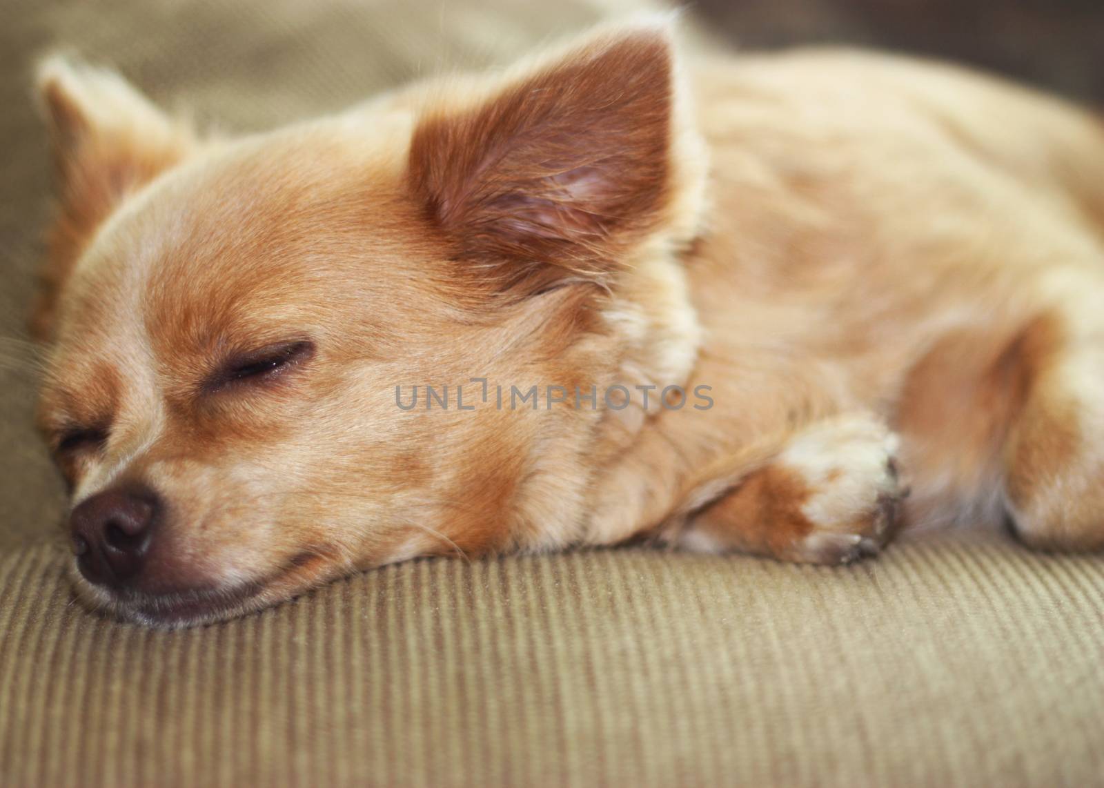 Cute chihuahua puppy sleeping on the couch.
