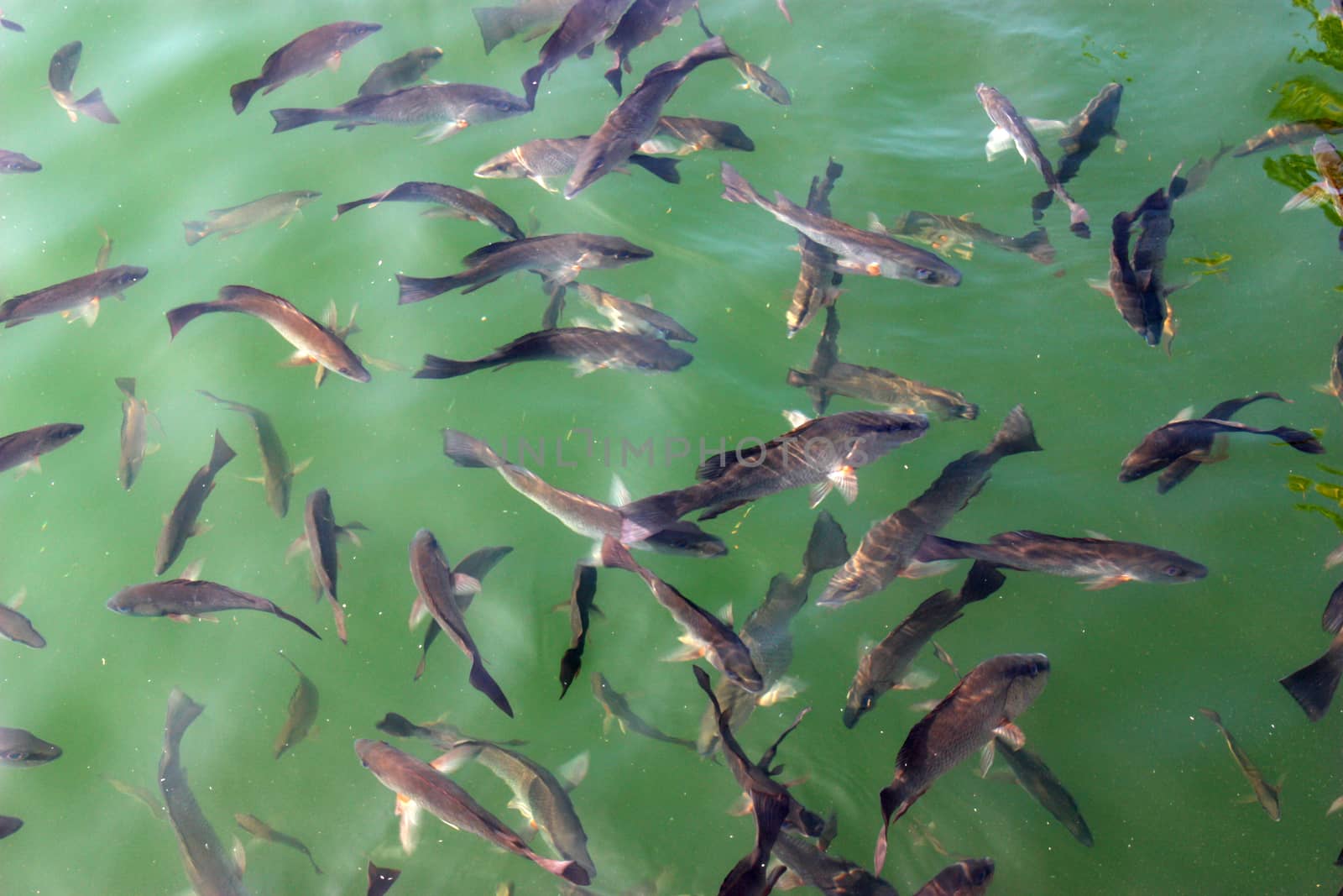Many large fish swimming in clear river.