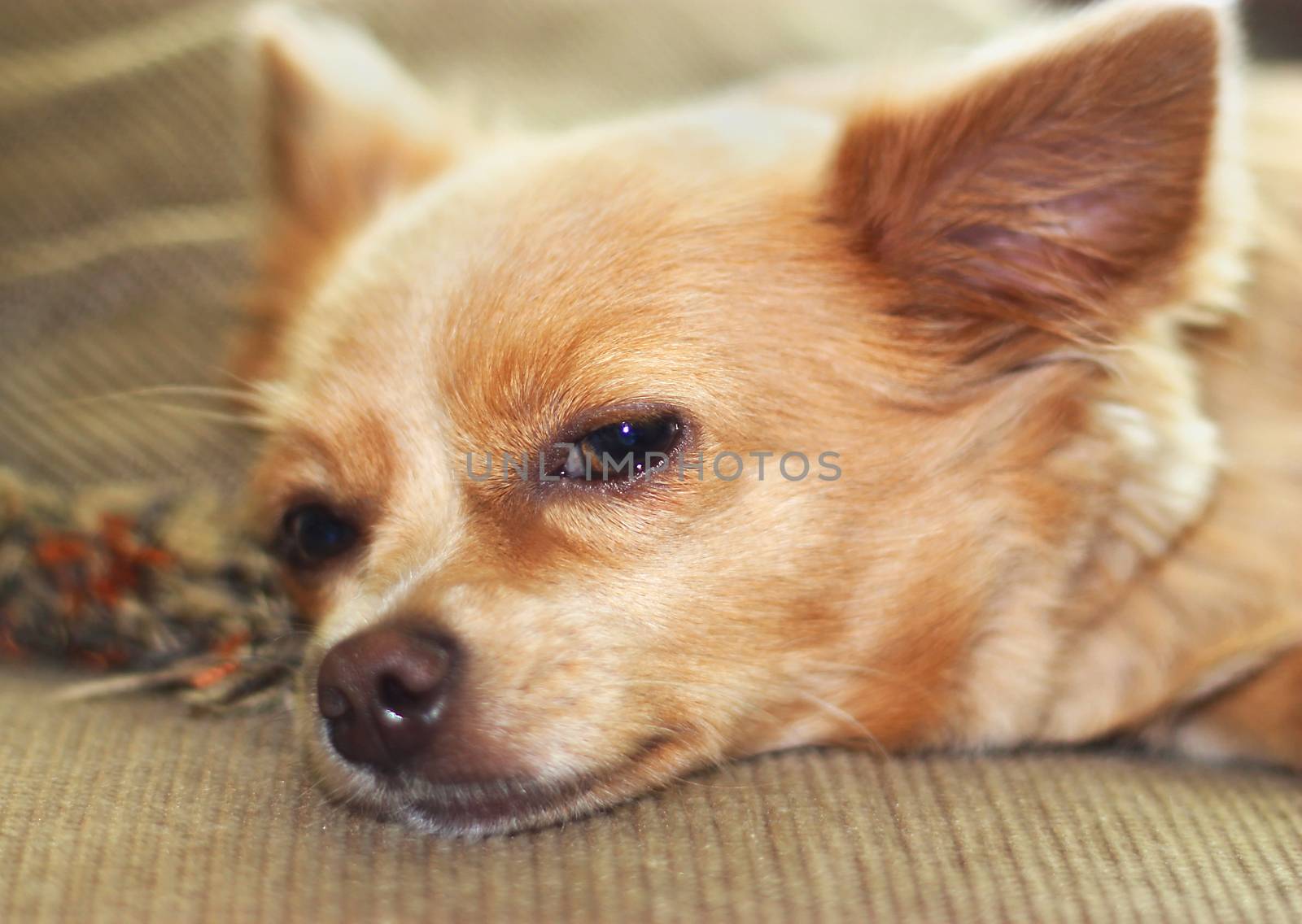 Napping Chihuahua by ziss