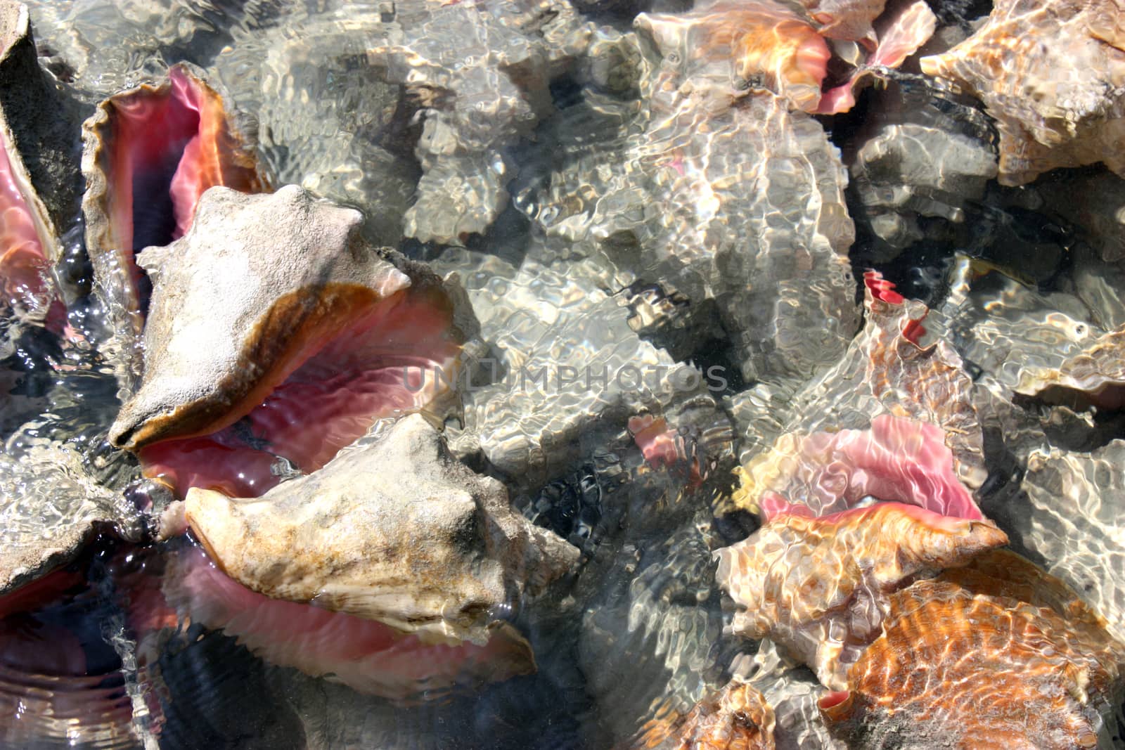 Beautiful pink seashells in clear ocean water